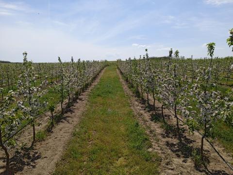 Gazdaság eladó(alma,  meggy,  akác)