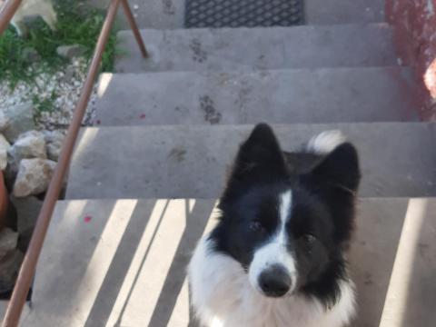 Border Collie kutyák elvihetők