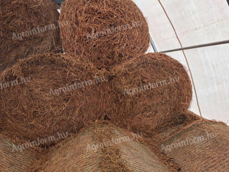 Lucernabàla fedett helyről!