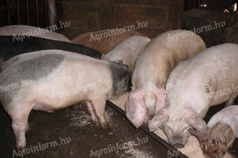 Turcsi orrú süldők eladók