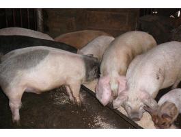 Turcsi orrú süldők eladók