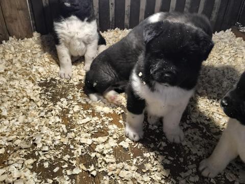 Amerikai akita jellegű kiskutyák