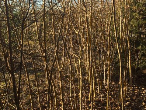 Eladó hegyi juhar és zöld juhar facsemeték