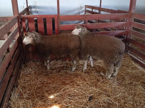 Ile de France kosok eladók