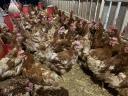 Eladó egy éves tojótyúkok