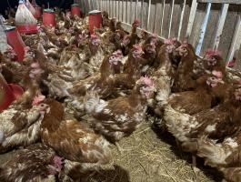 Eladó egy éves tojótyúkok