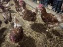 Eladó egy éves tojótyúkok