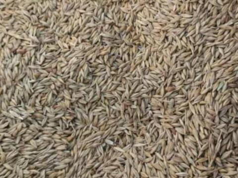 Árpa eladó Balástyán