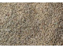 Árpa eladó Balástyán