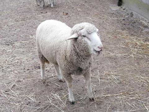 Eladó növendék kos birka