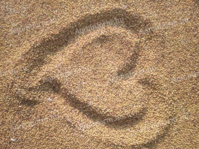 Mohar vagy Muhar mag elado