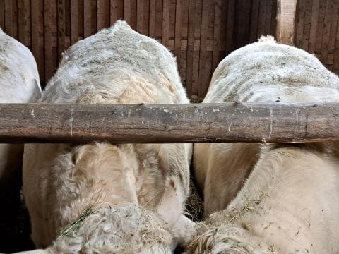 Charolais előhasú üszők eladók