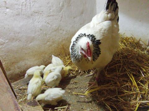 Sussex tojások eladók keltetésre Pápán