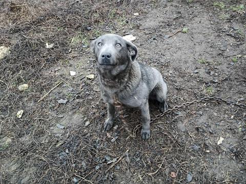 Hajtó kutya elvihető