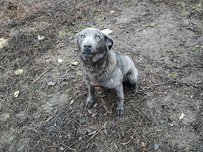 Hajtó kutya elvihető