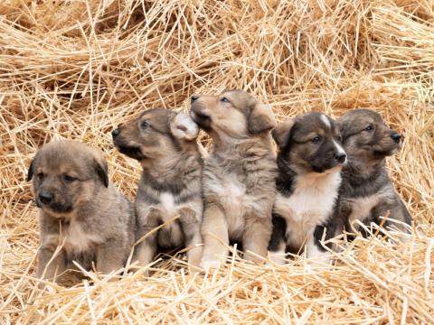 Közép-ázsiai juhász jellegű kölyökkutyák