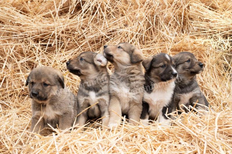 Közép-ázsiai juhász jellegű kölyökkutyák