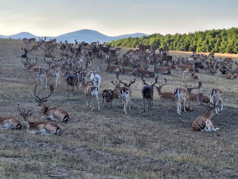 Eladó MUFLON és DÁMSZARVAS