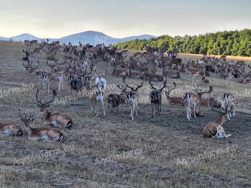 Eladó MUFLON és DÁMSZARVAS