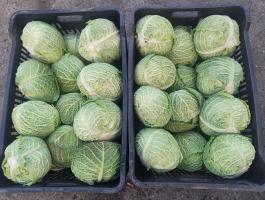 Eladó kelkáposzta