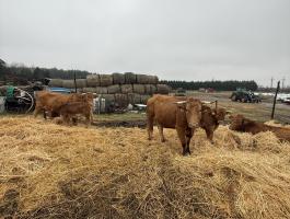 Eladó 2021-es születésű tehenek borjaikkal