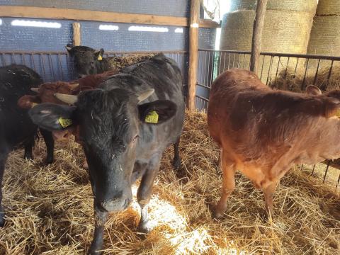 Limousine keresztezett üszők eladók, 5 db