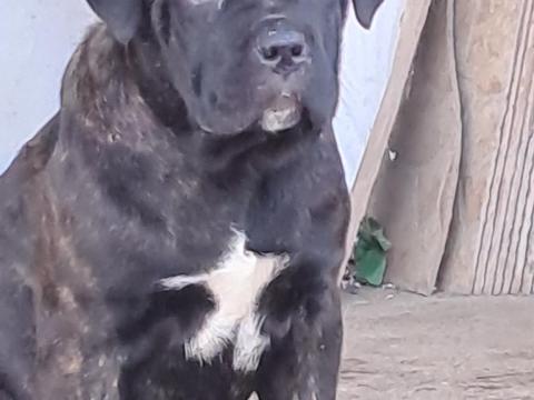 Cane Corso szuka kiskutyák!