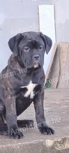 Cane Corso szuka kiskutyák!