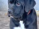 Cane Corso szuka kiskutyák!