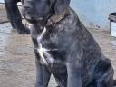 Cane Corso szuka kiskutyák!