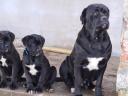Cane Corso szuka kiskutyák!