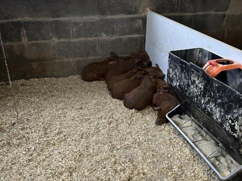 Mangalica x Duroc malacok eladók