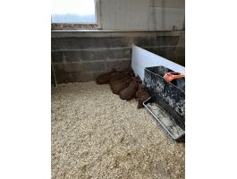 Mangalica x Duroc malacok eladók