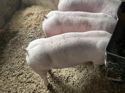 Hypor Maxter süldők eladók