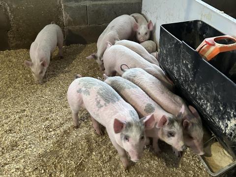 Mangalica x nagyfehér malacok eladók