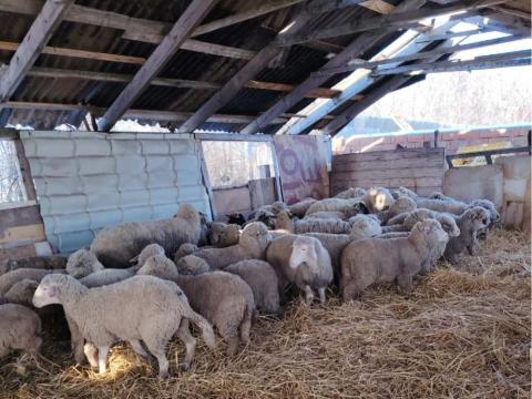 Merinói vemhes juhok