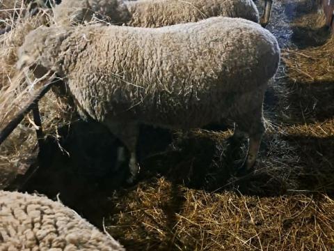 Fiatal juhok eladók