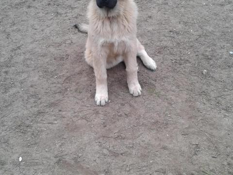 Sarplaninai fajtajellegű kiskutya