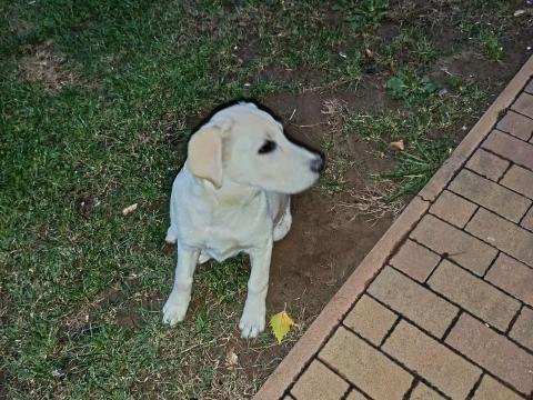 Labrador fajta jellegű kutya