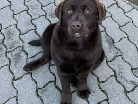 9 hónapos labrador szuka gazdát keres