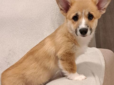 Törzskönyves Welsh Corgi Pembroke