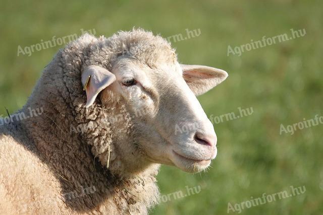 Vágó juh eladó
