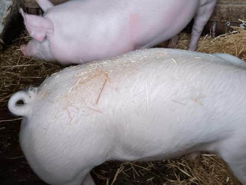 Húsjellegű sűldők eladó