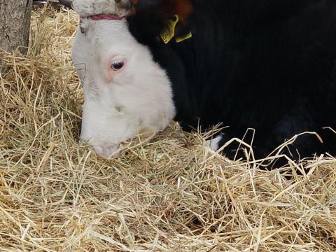 Rakatni való jersey/vörösfríz mix üsző eladó