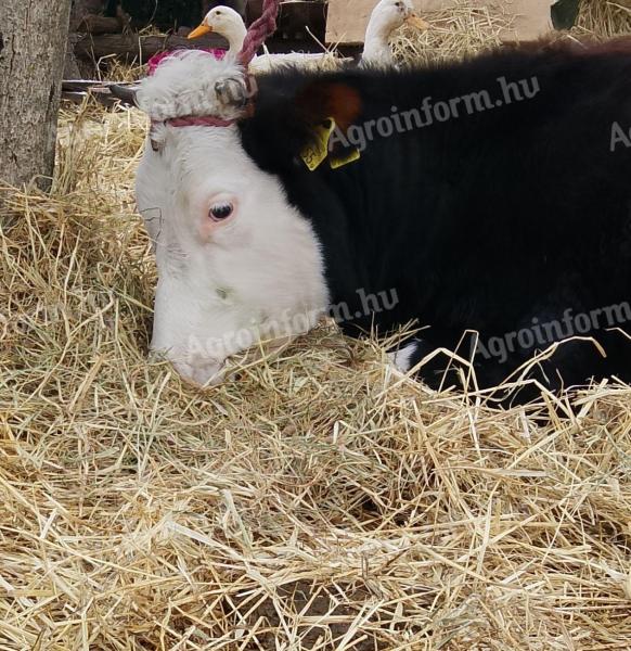 Rakatni való jersey/vörösfríz mix üsző eladó