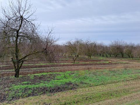 Gyümölcsös eladó Pest vármegyében