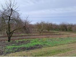 Gyümölcsös eladó Pest vármegyében