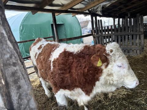 Eladó 7 hónapos MT bika