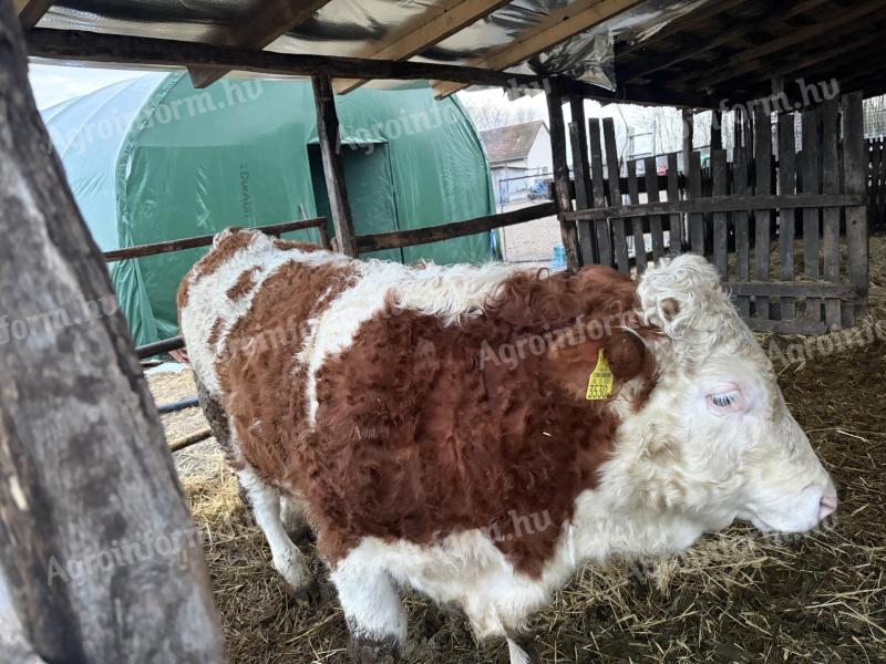 Eladó 7 hónapos MT bika