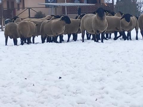 Suffolk kosok eladók törzstenyészetből